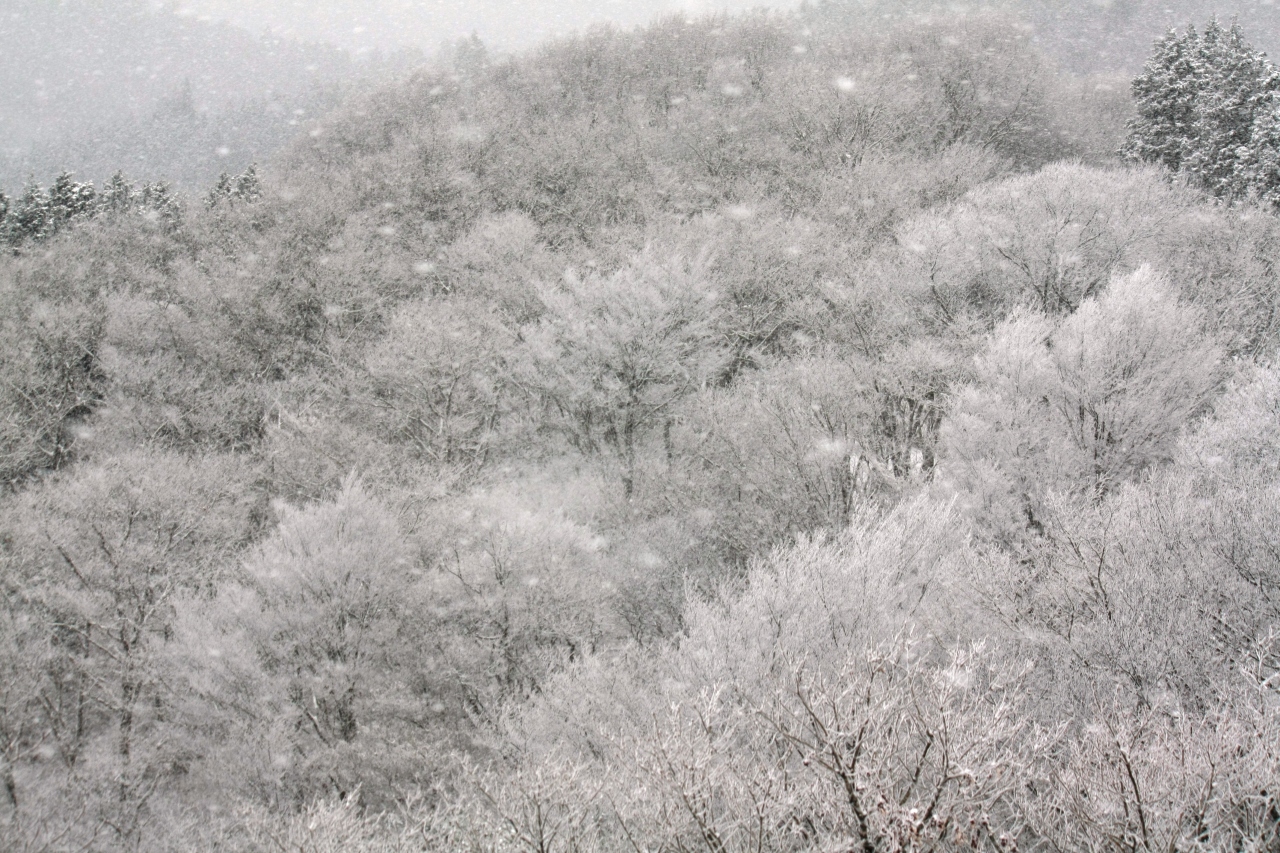 山 天気 金剛 金剛山の登山ルート天気｜登山ナビ｜お天気ナビゲータ