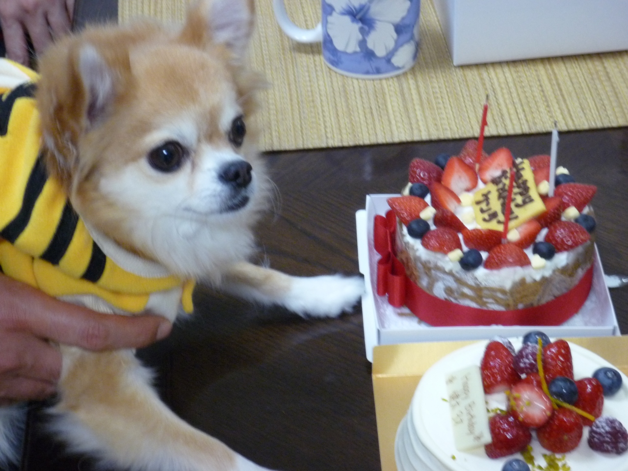 犬旅 群馬 草津温泉 ブランシェ草津 祝３歳誕生日 週末2日間 09 11 草津温泉 群馬県 の旅行記 ブログ By ちょこ旅さん フォートラベル