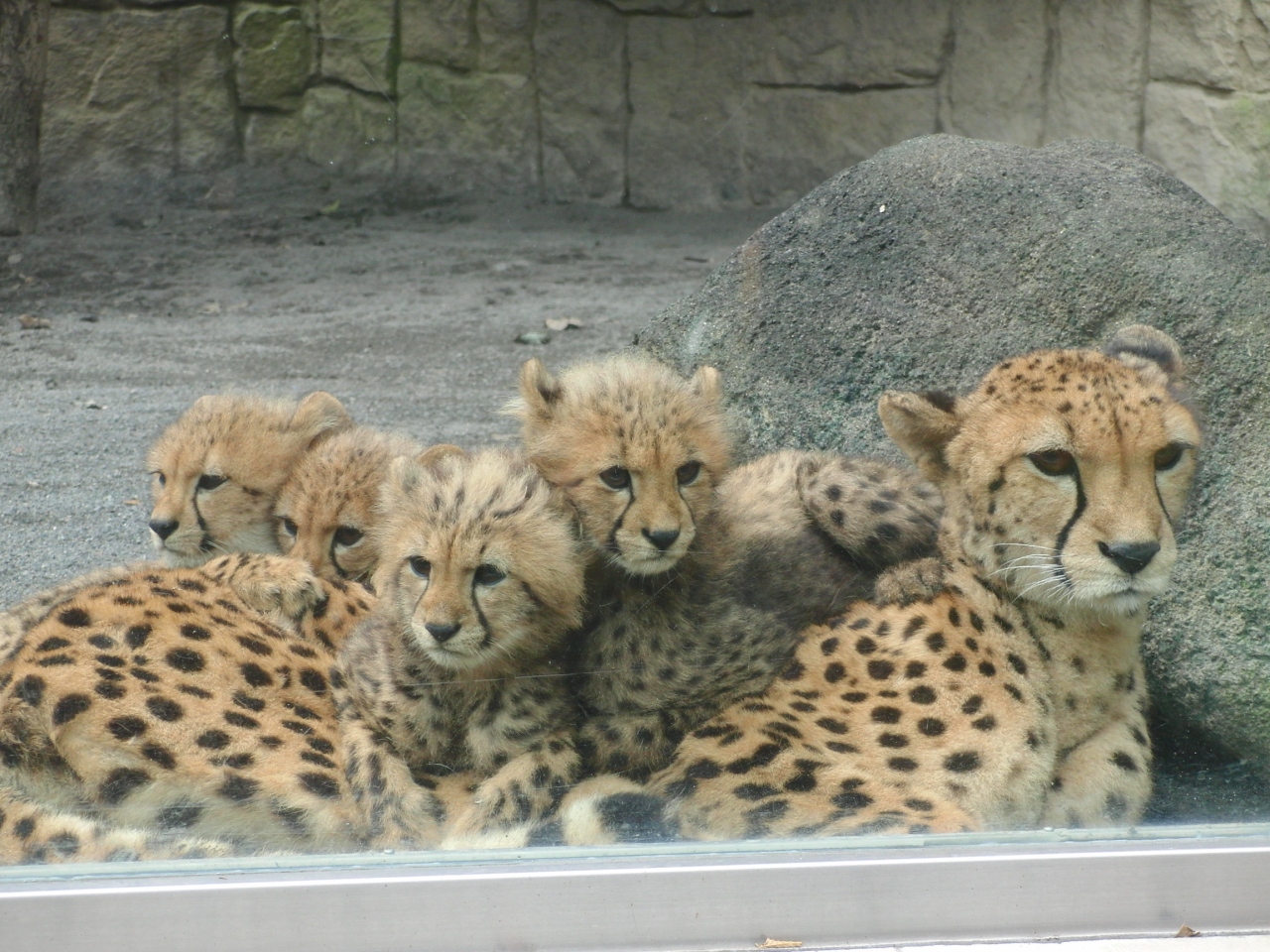 動物園の赤ちゃんに会いに 多摩動物公園 多摩 東京 の旅行記 ブログ By Terkiraさん フォートラベル