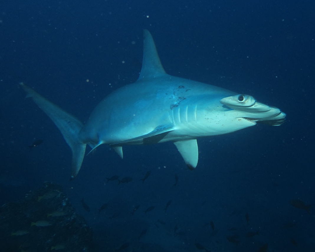 移動編 ココ島diveクルーズbyaggressor ココ島 コスタリカ の旅行記 ブログ By ブラック ダイバーさん フォートラベル 移動編 ココ島diveクルーズbyaggressor ココ島 コスタリカ の旅行記 ブログ By ブラック ダイバーさん フォートラベル