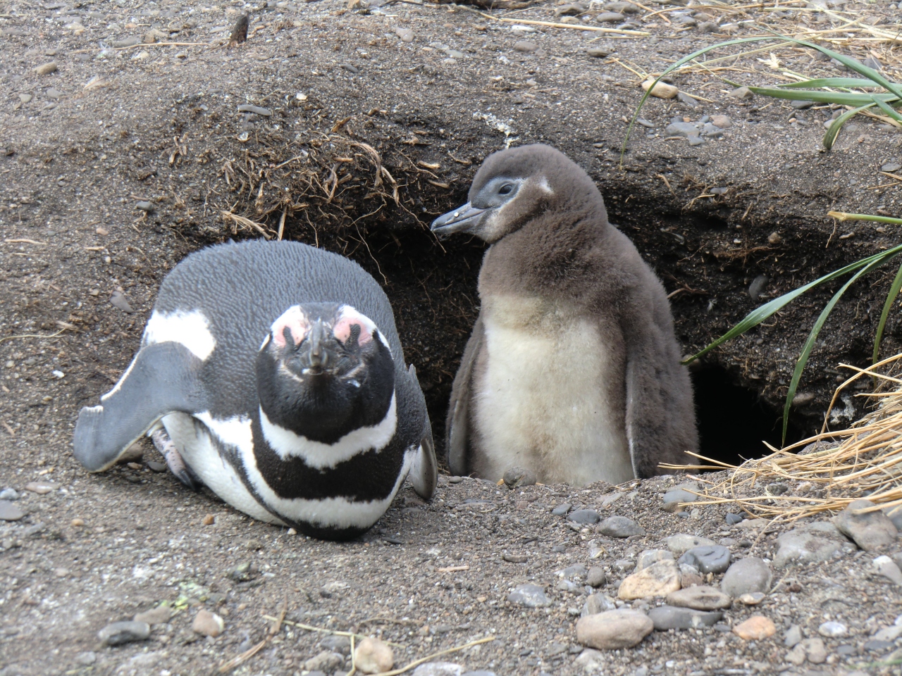 アルゼンチン縦断の旅 世界の果て ウシュアイア ペンギンツアー ウシュアイア アルゼンチン の旅行記 ブログ By Hgtgsfecn 9さん フォートラベル