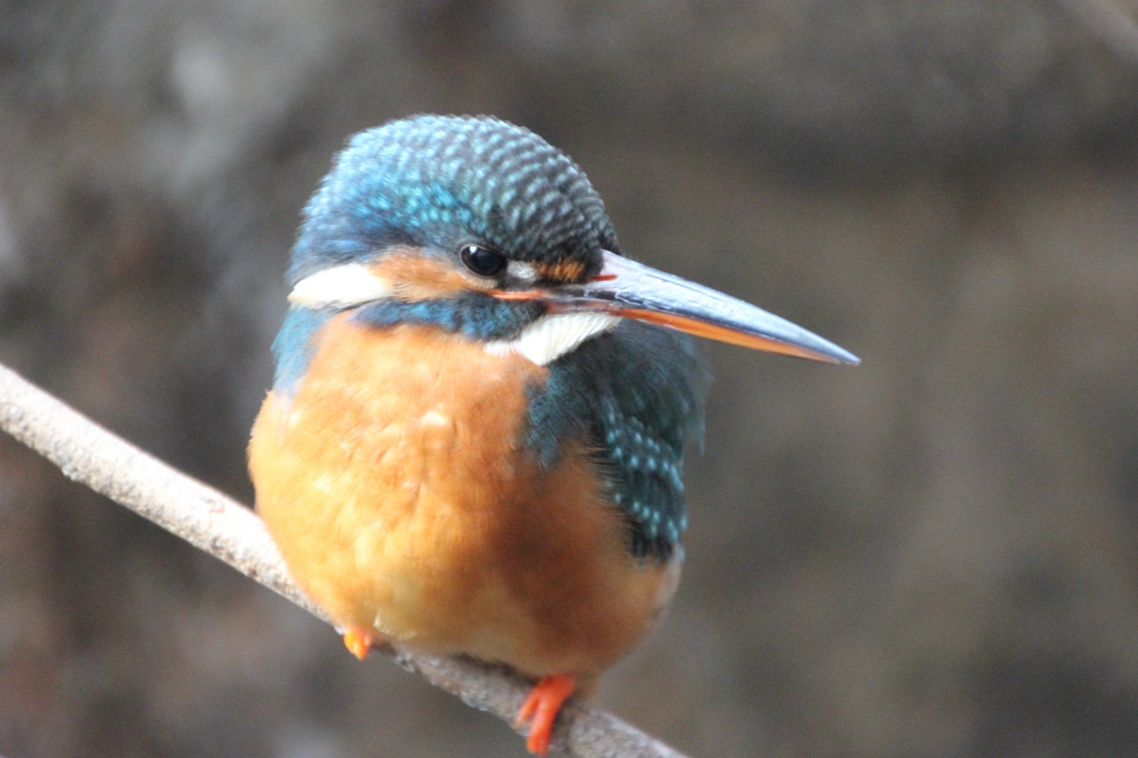 パンダを見なくても十分楽しい上野動物園 2 日本の鳥編 念願のカワセミが間近でじっくり見られた 上野 御徒町 東京 の旅行記 ブログ By まみさん フォートラベル