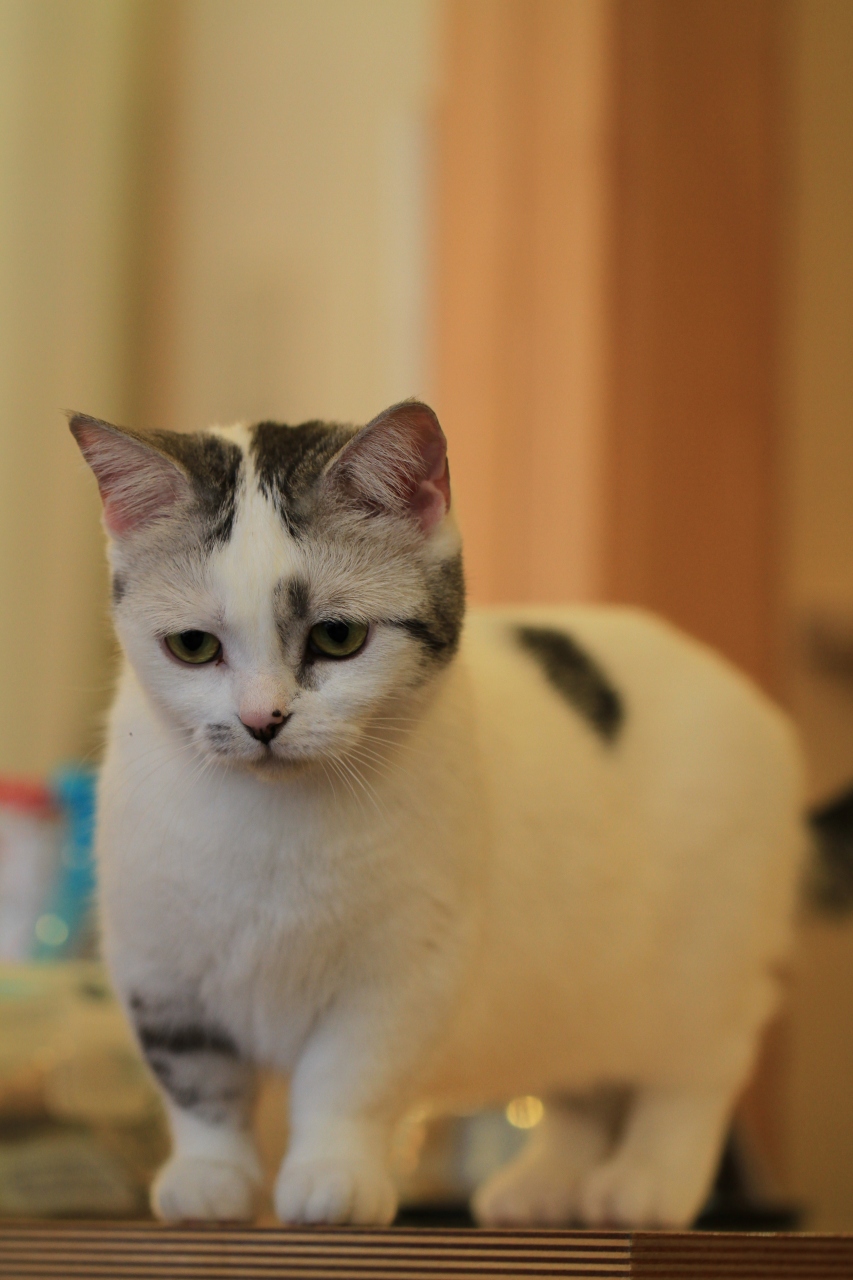 猫カフェ44 猫カフェの攻略 今日は奈良 生駒 Cat Tail 生駒 宝山寺 奈良県 の旅行記 ブログ By みにくまさん フォートラベル