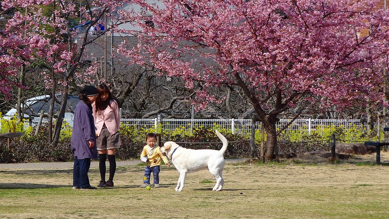 狩野川リバーサイドパークの河津桜 伊豆長岡温泉 静岡県 の旅行記 ブログ By Hn11さん フォートラベル