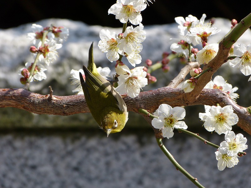 亀戸天神 湯島天神の梅 御茶ノ水 本郷 東京 の旅行記 ブログ By Jiuさん フォートラベル 亀戸天神 湯島天神の梅 御茶ノ水 本郷 東京 の旅行記 ブログ By Jiuさん フォートラベル