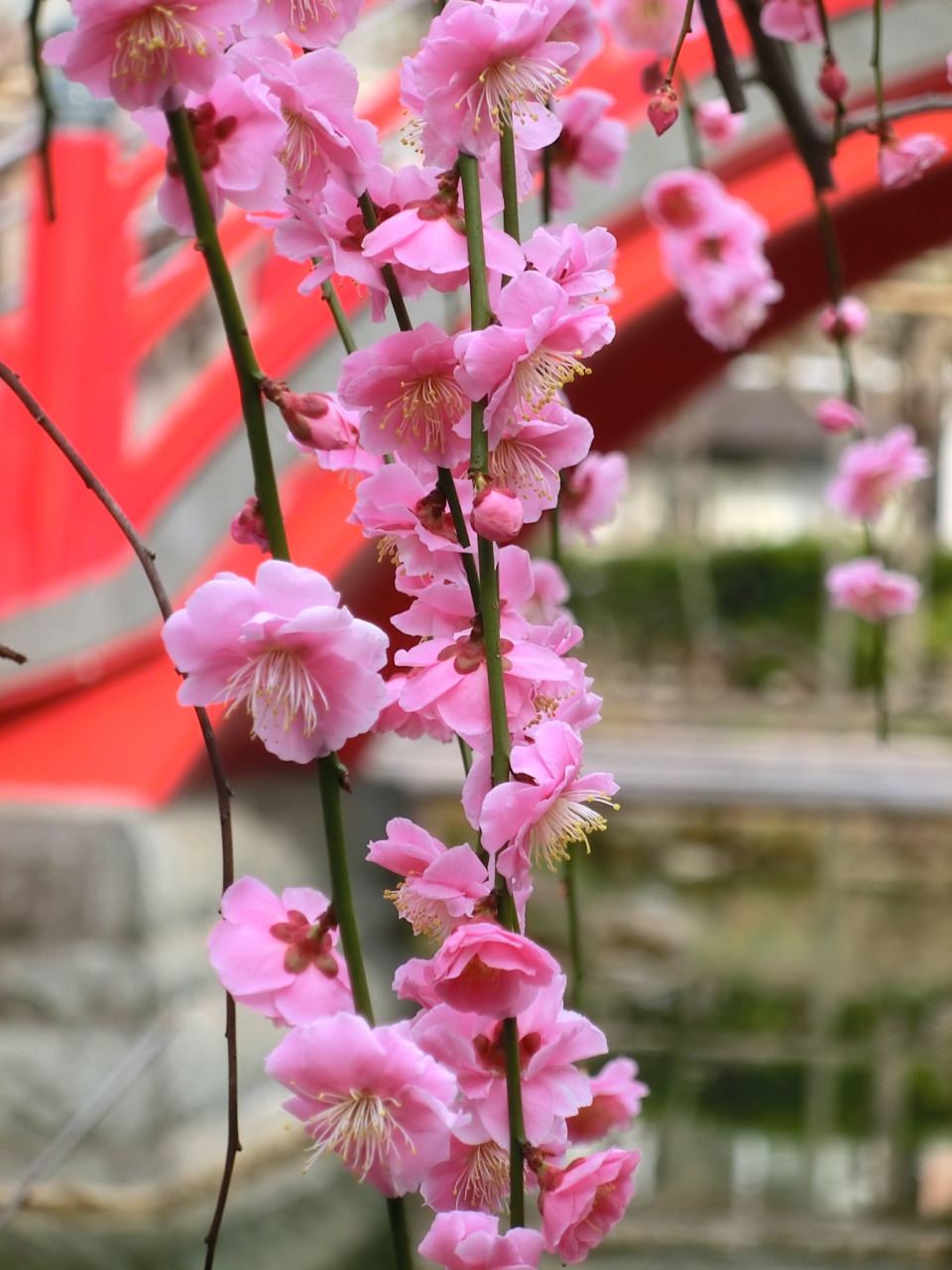 例年よりひと月遅れでようやく見頃 亀戸天神社の梅 亀戸 東京 の旅行記 ブログ By ニッキーさん フォートラベル
