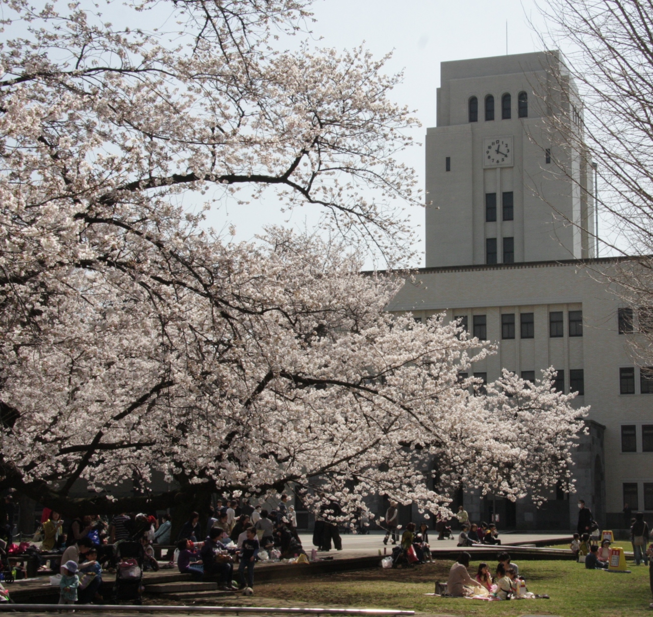 大岡山の桜 東京工業大学卒業式の思い出13 06 1968 1966 Memory In Tokyo Institute Of Technology 馬込 池上 東京 の旅行記 ブログ By Yamada423さん フォートラベル