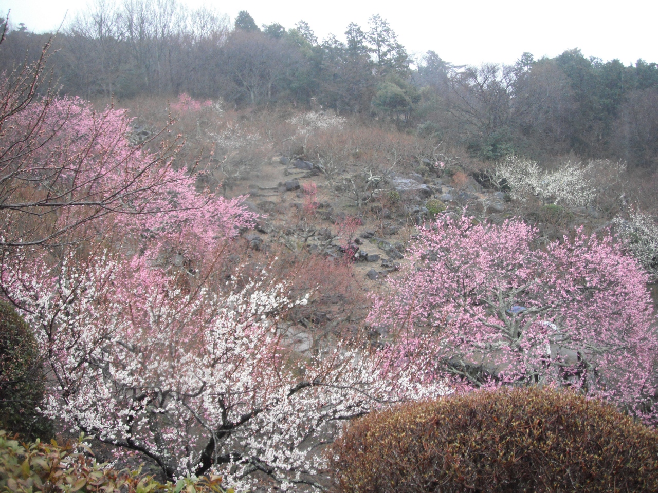 2012年早春 梅めぐりバスツアー その1 筑波山梅まつりと笠間稲荷神社 筑波山周辺 茨城県 の旅行記 ブログ By Mimicatさん フォートラベル