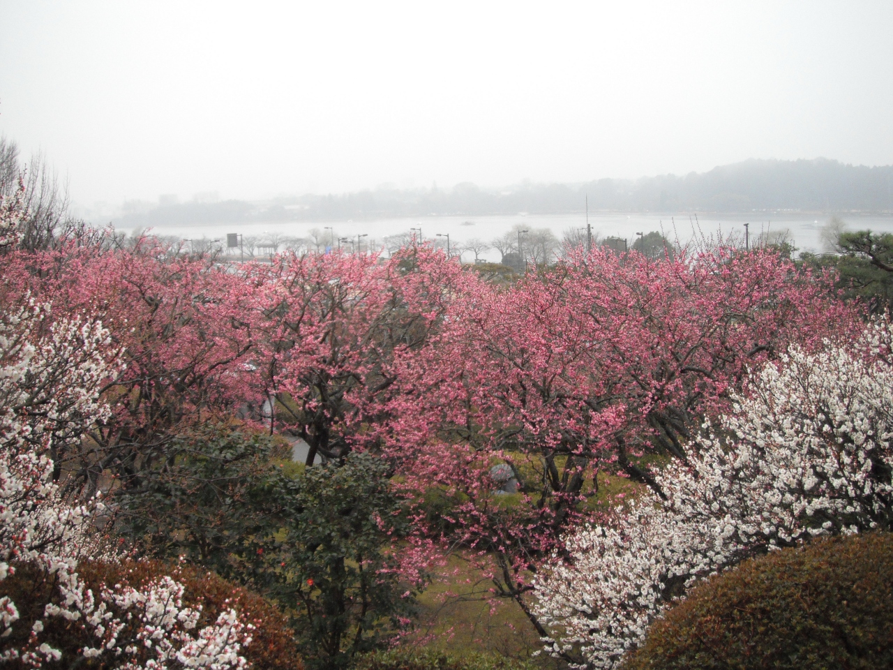 2012年早春 梅めぐりバスツアー その2 水戸偕楽園 水戸 茨城県 の旅行記 ブログ By Mimicatさん フォートラベル