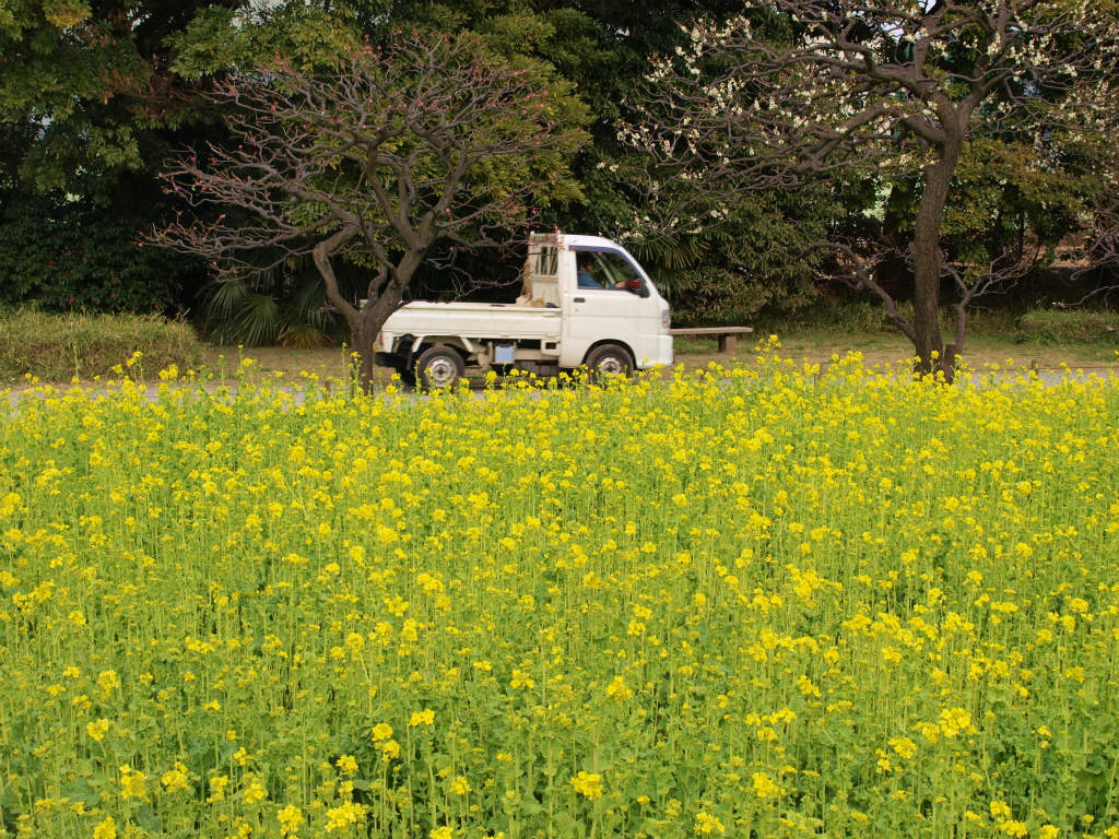 ２０１２ 浜離宮恩賜庭園 菜の花 梅の花 汐留 東京 の旅行記 ブログ By 義臣さん フォートラベル