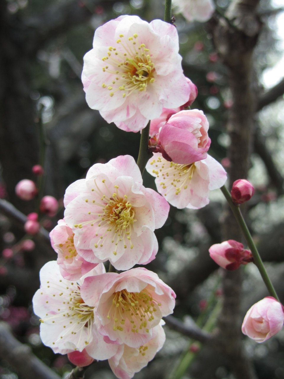 梅の花 い ろ い ろ 大船フラワーセンター 鎌倉 神奈川県 の旅行記 ブログ By あんみつ姫さん フォートラベル