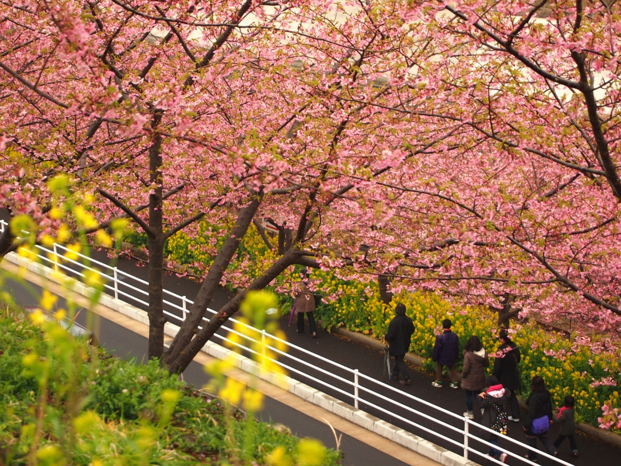 桜 まつり 海岸 三浦 三浦海岸桜まつり（お花見）