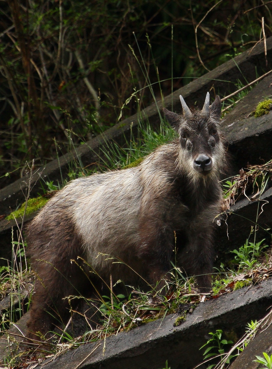 山梨で出会った野生動物たち 清里 八ヶ岳 山梨県 の旅行記 ブログ By Kemurさん フォートラベル