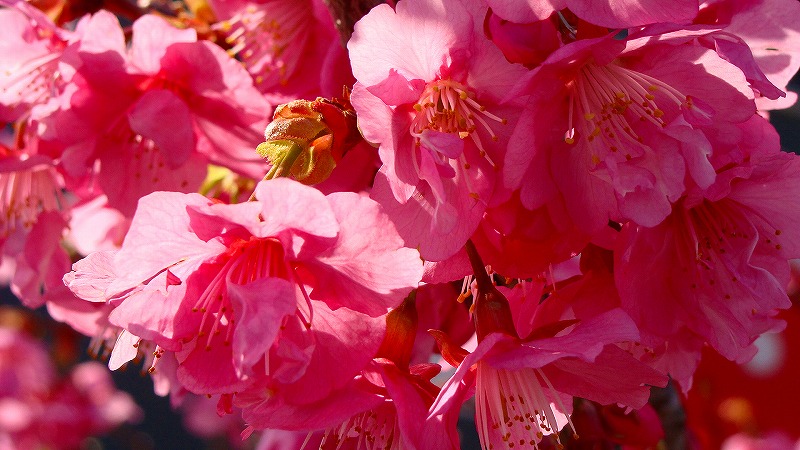 函南の街中に咲く見頃の河津桜 函南 静岡県 の旅行記 ブログ By Hn11さん フォートラベル