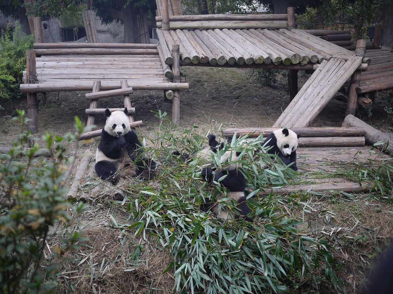 社員旅行11 成都4日間 2日目 パンダ 四川料理 編 成都 中国 の旅行記 ブログ By Oil Kingさん フォートラベル