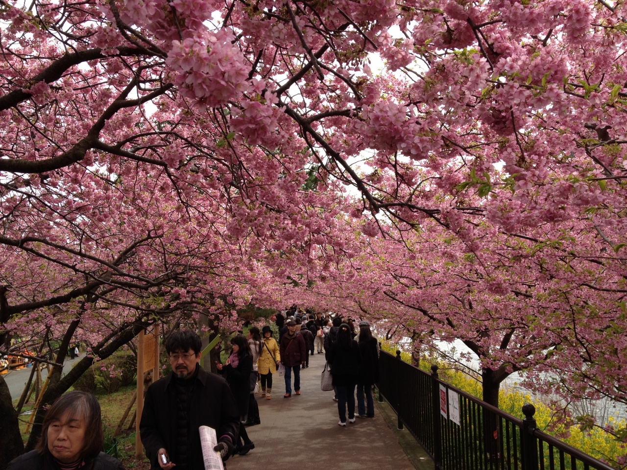 お待ちかねの河津桜まつり 東伊豆と西伊豆の混浴露天風呂 河津温泉郷 今井浜 静岡県 の旅行記 ブログ By 虎キチお岩さん フォートラベル