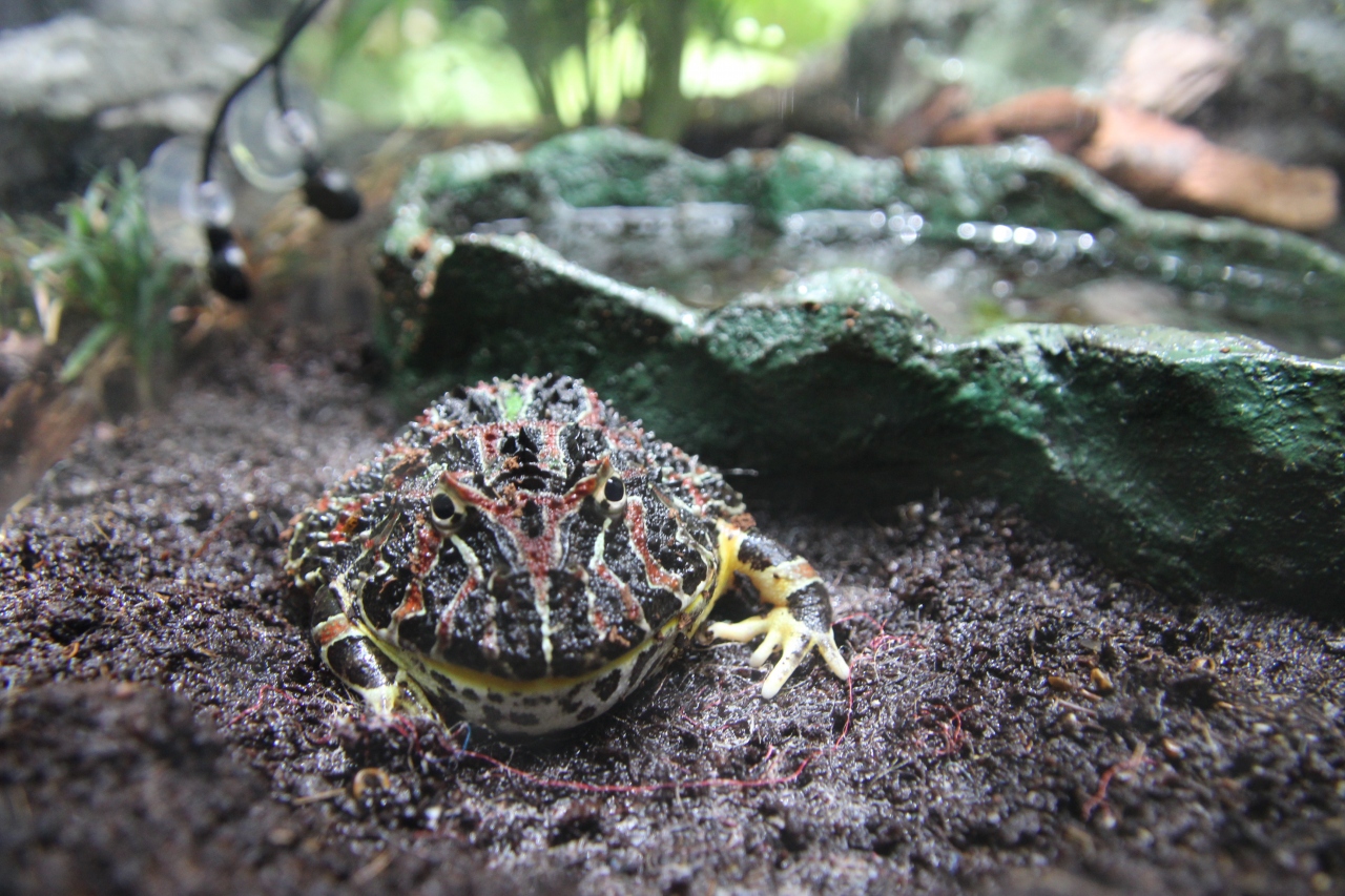 夢いっぱい人もいっぱいのサンシャイン水族館 4 両生類からは虫類にも出会う水辺の旅と いろんなお菓子がいっぱいのショップ 池袋 東京 の旅行記 ブログ By まみさん フォートラベル