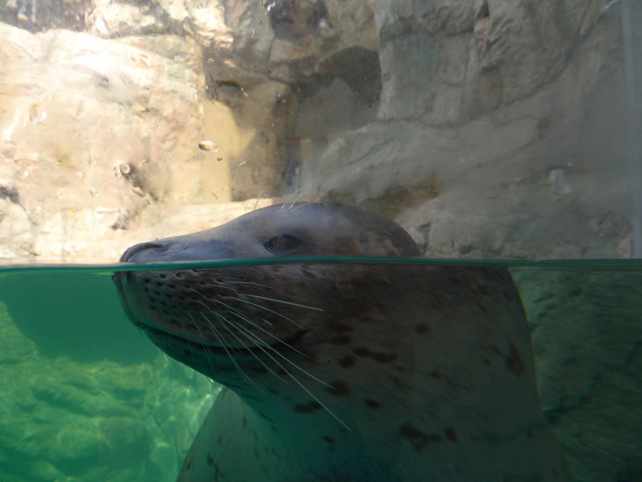 12 京都水族館によってみました 京都駅周辺 京都 の旅行記 ブログ By りべっちさん フォートラベル