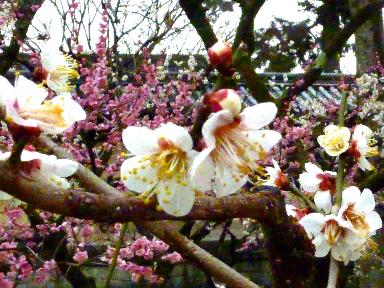 京都 梅の香 紀行北野天満宮 平野神社 今出川 北大路 北野 京都 の旅行記 ブログ By Montsaintmichelさん フォートラベル