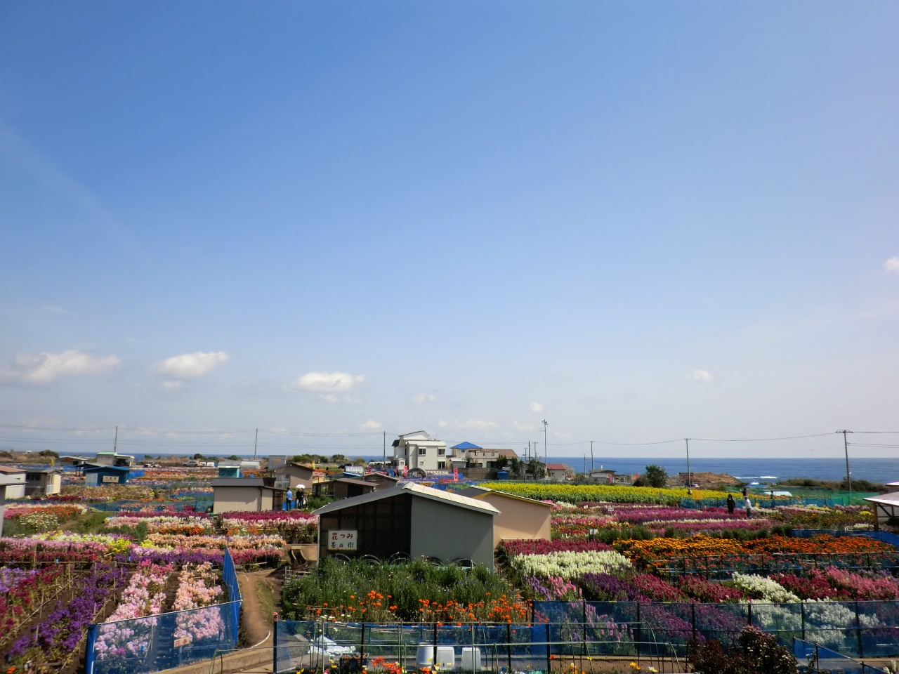 千倉 白間津の花畑 千倉 千葉県 の旅行記 ブログ By 直吉さん フォートラベル