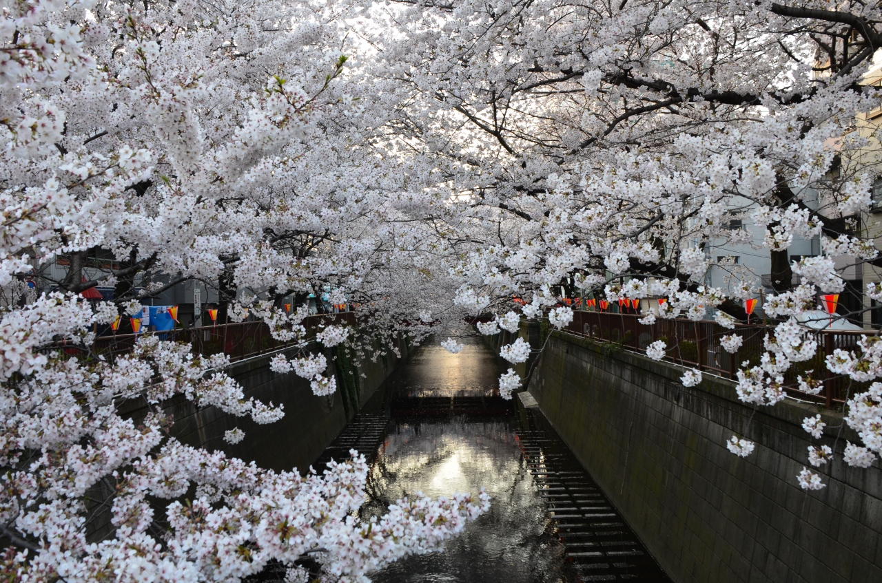 速報 12春 目黒川桜 開花情報 満開そして散り始め 4月9日現在 中目黒 祐天寺 東京 の旅行記 ブログ By ぬいぬいさん フォートラベル