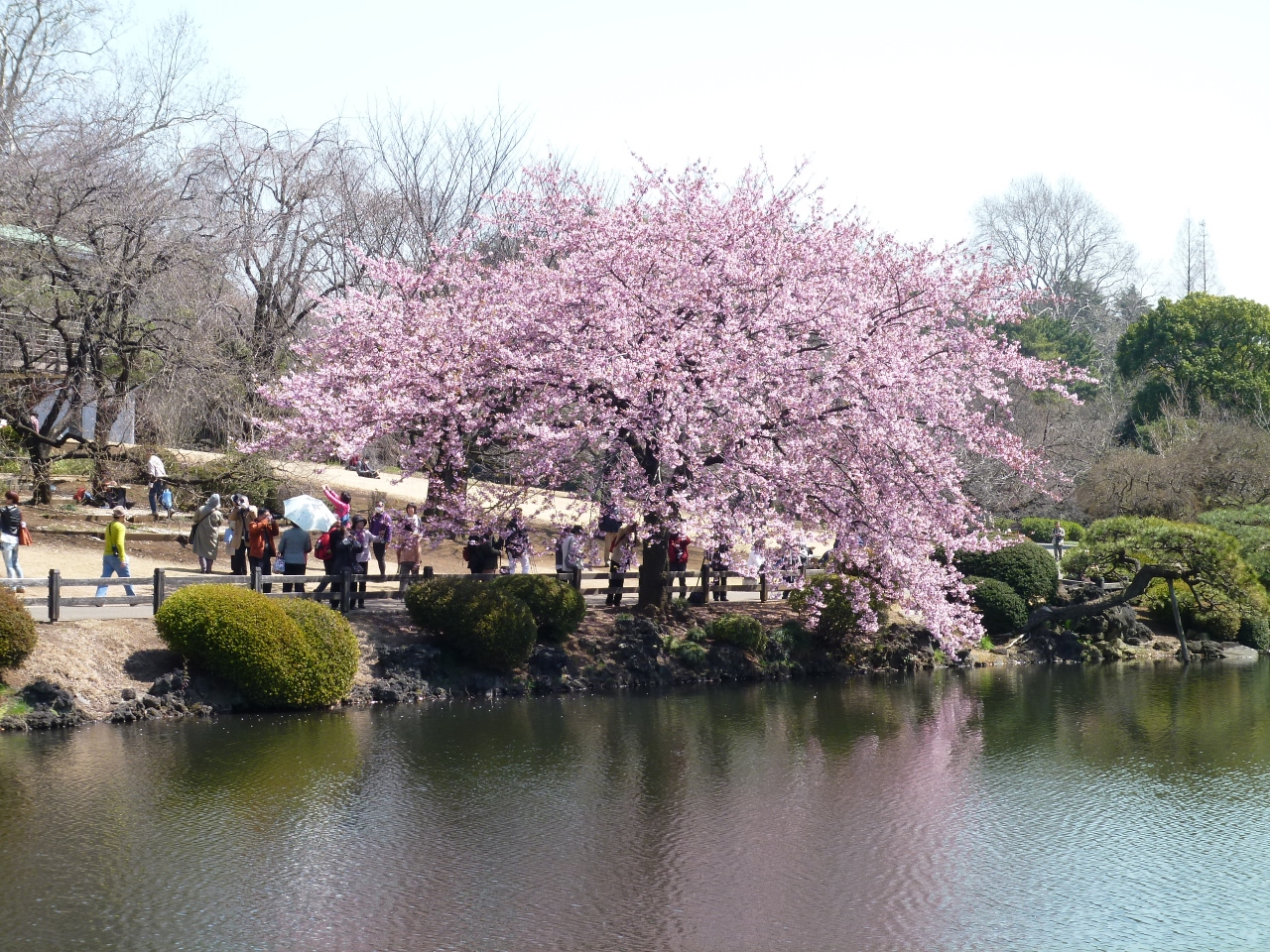 東京ぶらぶら 新宿御苑 寒桜 新宿 東京 の旅行記 ブログ By Takeおじさん フォートラベル 東京ぶらぶら 新宿御苑 寒桜 新宿 東京 の旅行記 ブログ By Takeおじさん フォートラベル