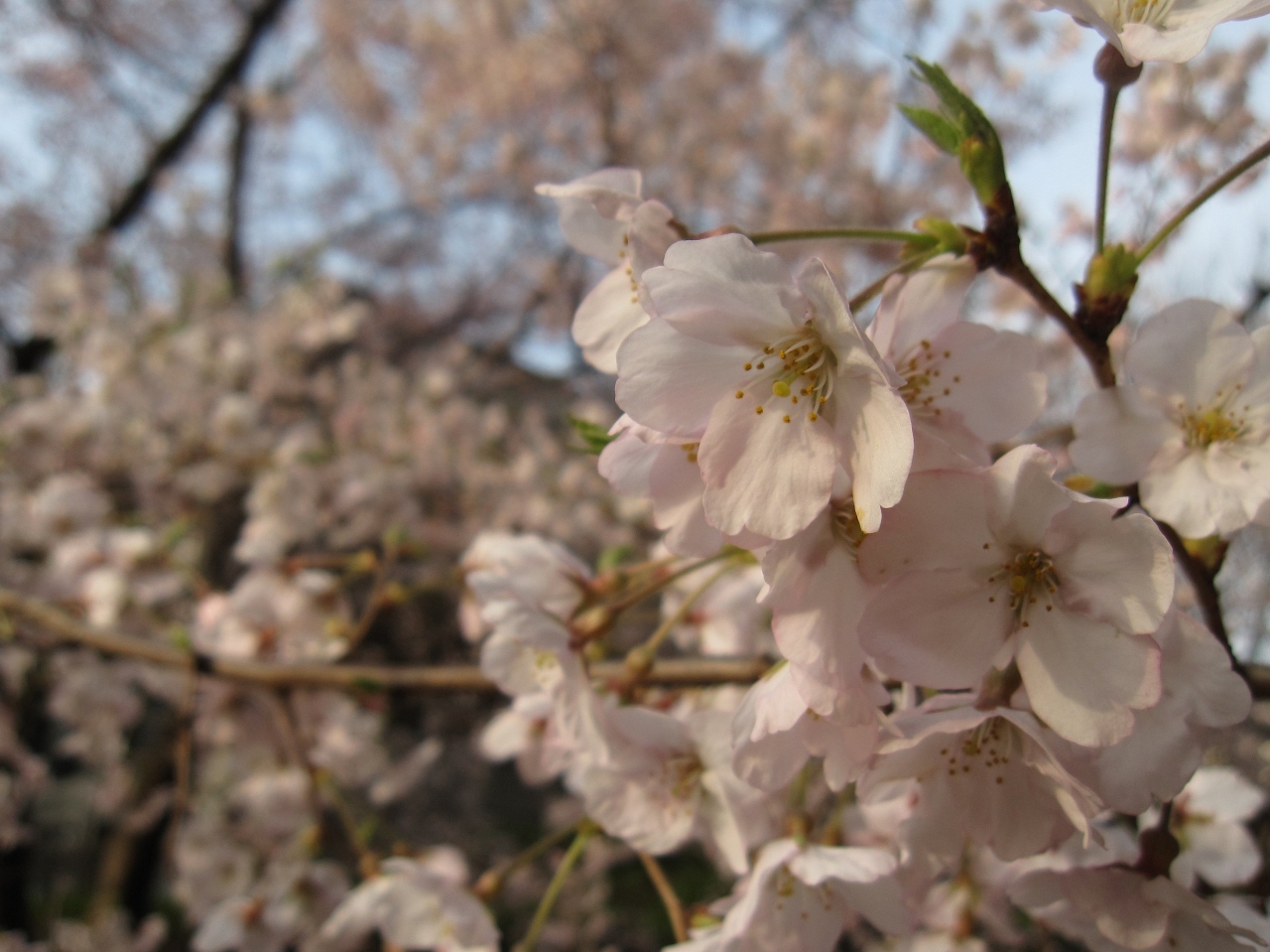 12年春 岡山 旭川さくらみち 県庁 醍醐桜 岡山市 岡山県 の旅行記 ブログ By Saraさん フォートラベル