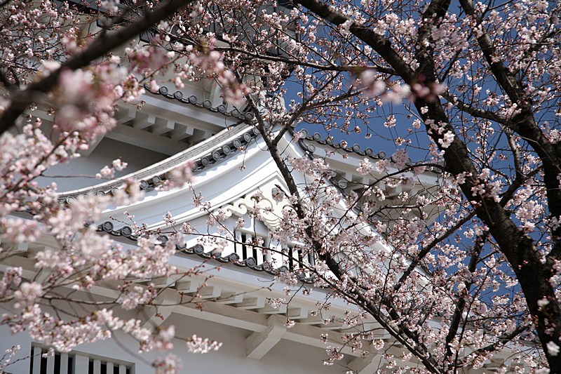 桜で覆われる小倉城 小倉 北九州市中心部 福岡県 の旅行記 ブログ By ネコとみさん フォートラベル