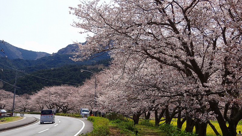松崎町 那賀川堤の桜並木は満開でした 松崎温泉 雲見温泉 静岡県 の旅行記 ブログ By Hn11さん フォートラベル