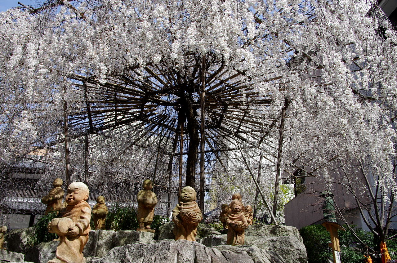 ２０１２京都桜だより 桜満開の六角堂 羅漢さんも花見かな 二条 烏丸 河原町 京都 の旅行記 ブログ By Jyugonさん フォートラベル