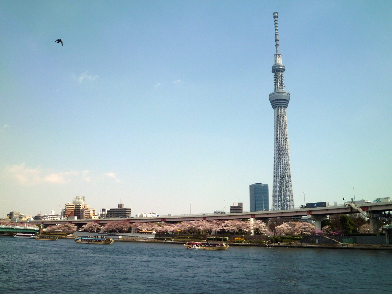 東京ぶらぶら 隅田公園とスカイツリー お花見 ２０１２ 浅草 東京 の旅行記 ブログ By Takeおじさん フォートラベル