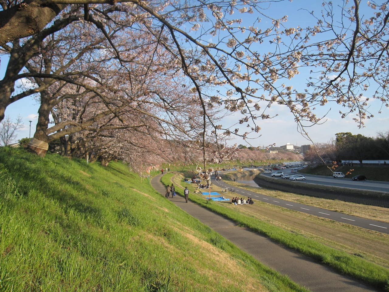 12年岡山の桜 旭川さくらみち ボケボケの夜桜 惜しい夕方の桜 そして 岡山市 岡山県 の旅行記 ブログ By Saraさん フォートラベル