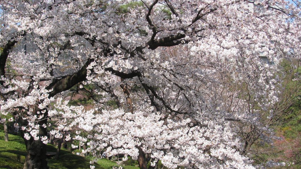 八芳園庭園のさくら12 白金 東京 の旅行記 ブログ By Latidoさん フォートラベル