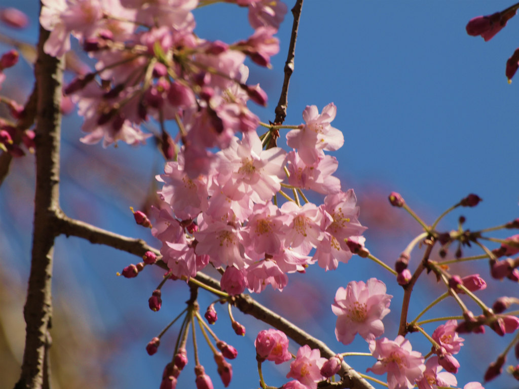 ２０１２ 小さいながら 美しい桜の花を見せてくれる 乃木神社 乃木公園 上 麻布 東京 の旅行記 ブログ By 義臣さん フォートラベル