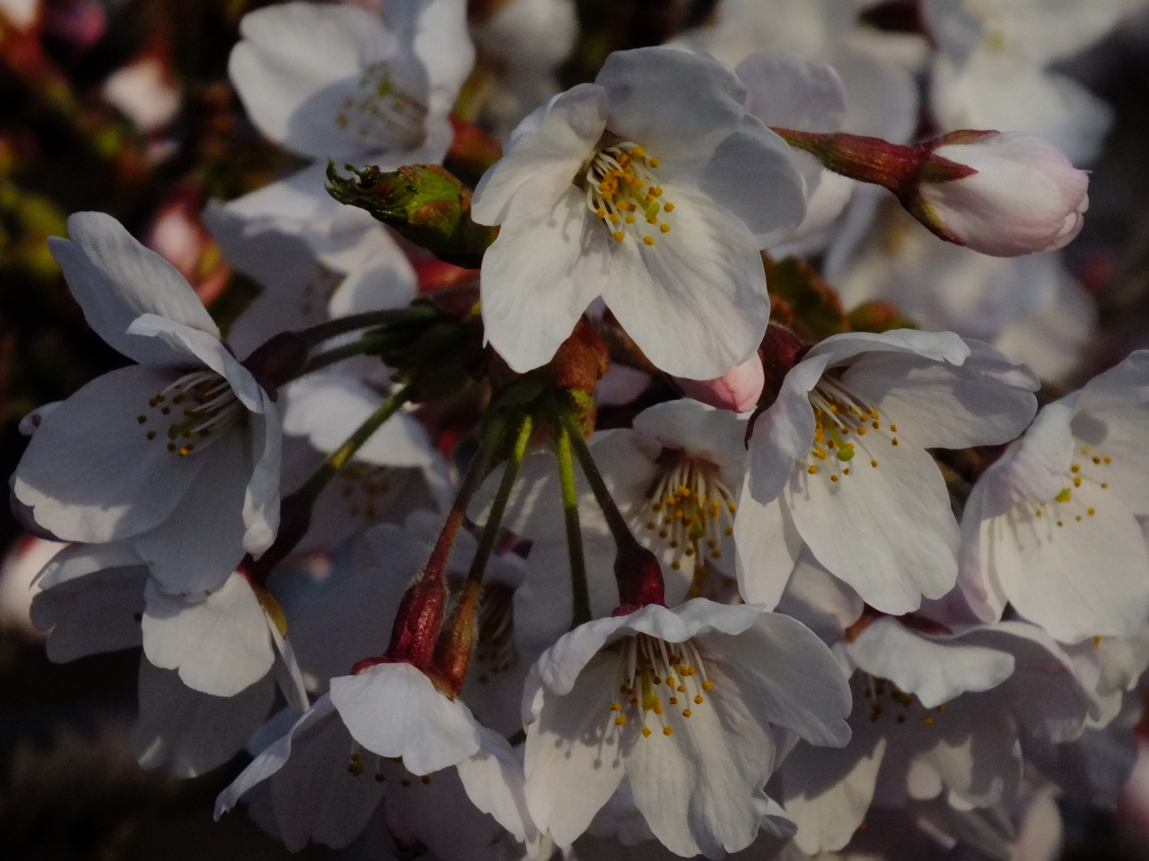 三分咲きくらいの赤穂御崎の桜 赤穂 兵庫県 の旅行記 ブログ By まひなさん フォートラベル 三分咲きくらいの赤穂御崎の桜 赤穂 兵庫県 の旅行記 ブログ By まひなさん フォートラベル