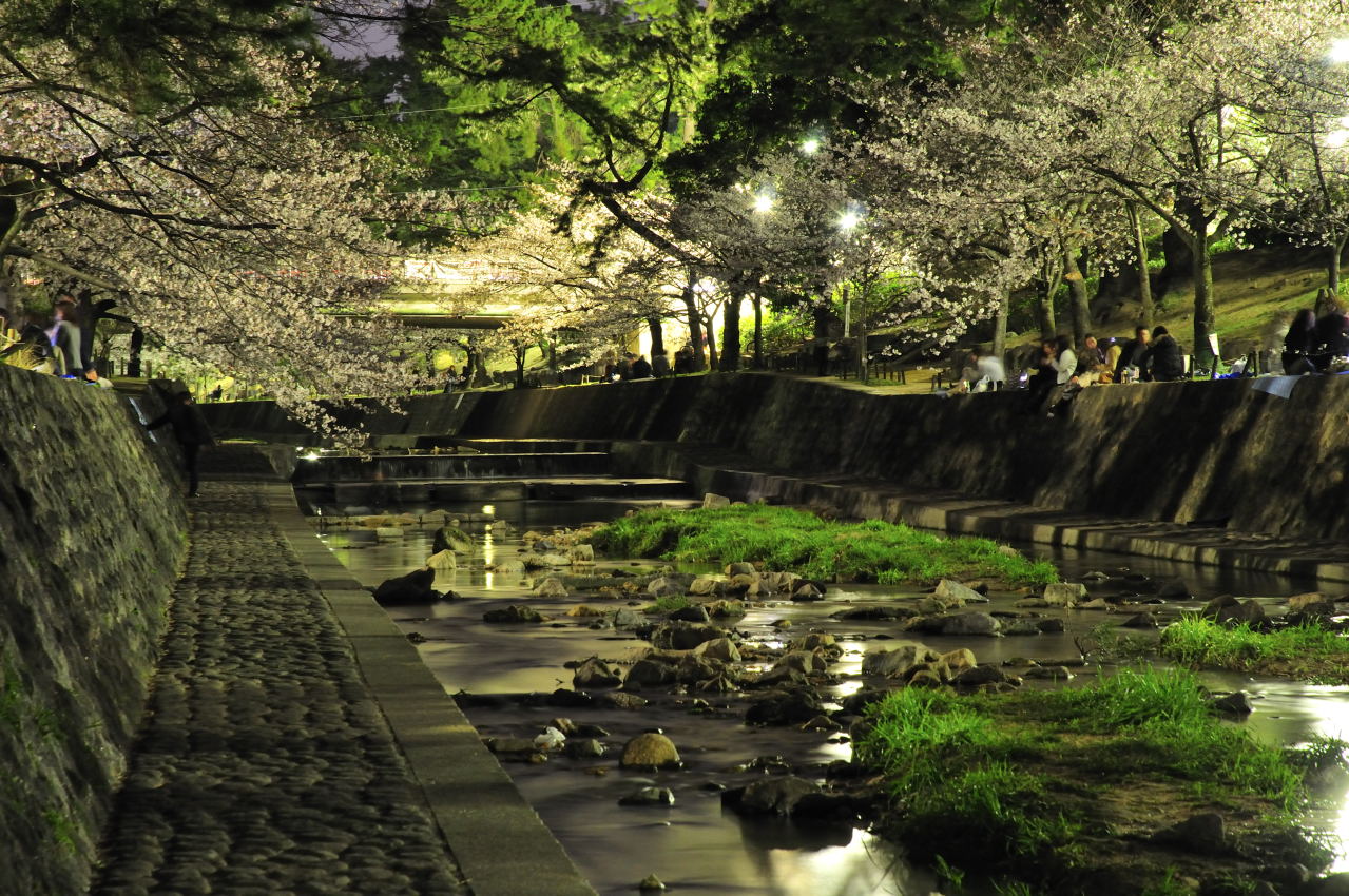 夜桜見物 西宮夙川公園 西宮 芦屋 兵庫県 の旅行記 ブログ By ぶうちゃんさん フォートラベル