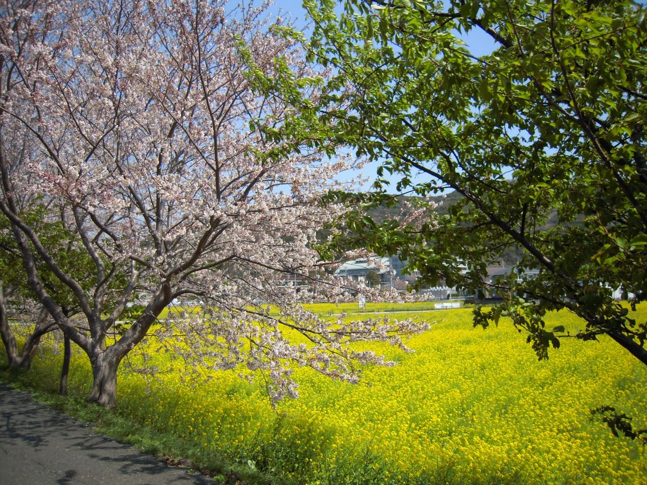 車中泊 12伊豆半島編 下田 静岡県 の旅行記 ブログ By Harukikiさん フォートラベル