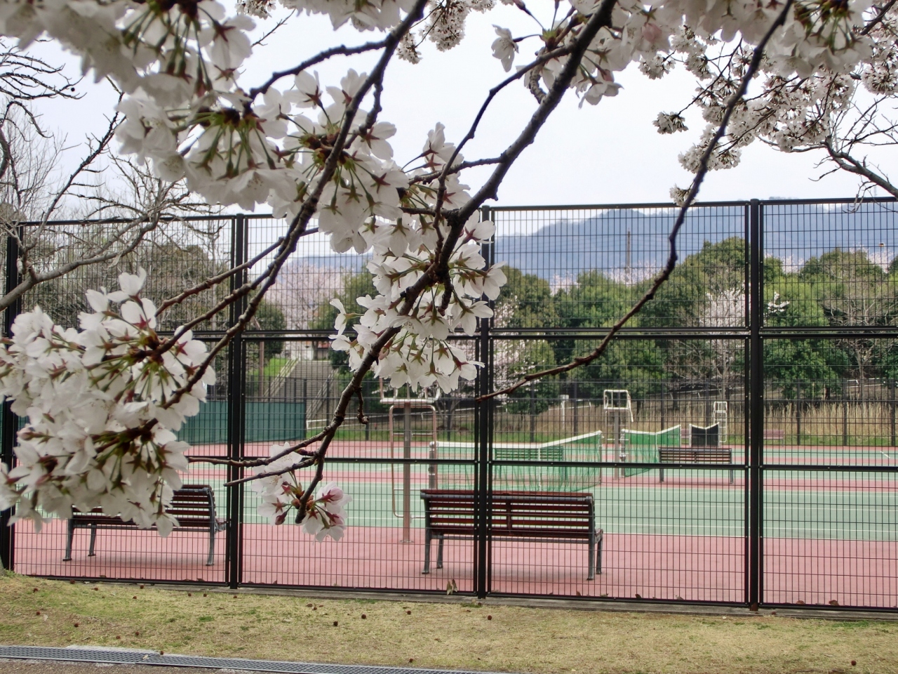 テニスコートも桜ぁ ちょこっと野崎まいり 大東 四条畷 大阪 の旅行記 ブログ By 豚のしっぽさん フォートラベル テニスコートも桜ぁ ちょこっと野崎まいり 大東 四条畷 大阪 の旅行記 ブログ By 豚のしっぽさん フォートラベル