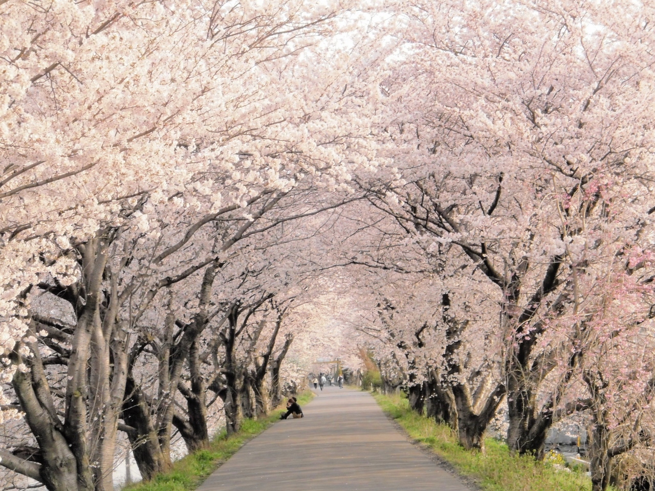 12 墨俣一夜城址 桜トンネル 岐阜県の旅行記 ブログ By たけしさん フォートラベル