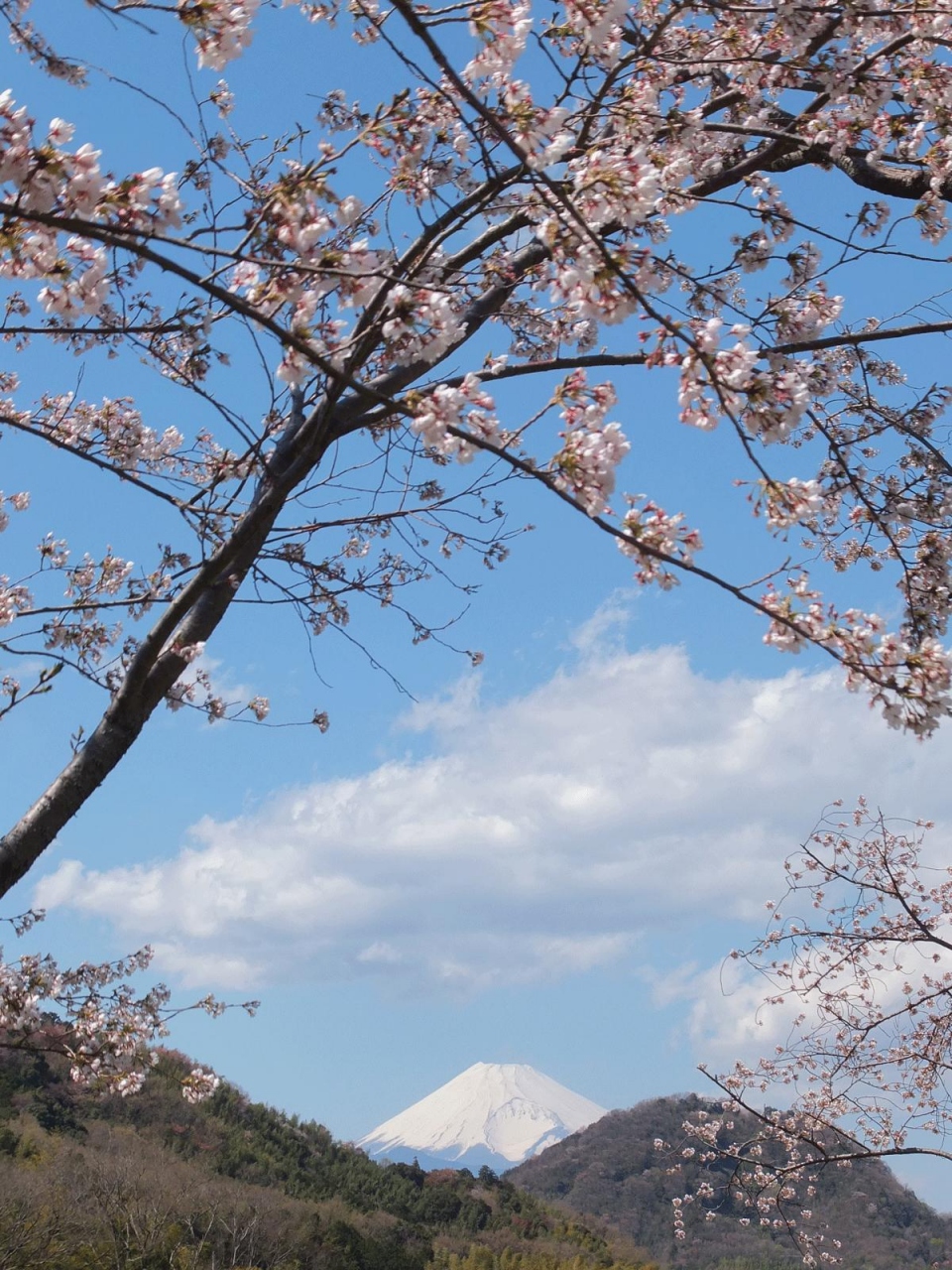 狩野川さくら公園 伊豆長岡温泉 静岡県 の旅行記 ブログ By てんとう虫さん フォートラベル