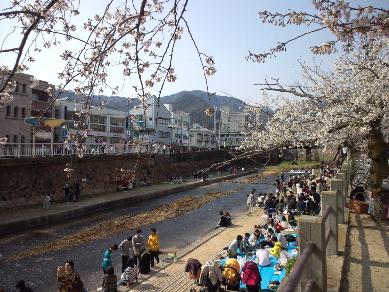 12年芦屋川沿いの桜 Casa Bellini でランチ 西宮 芦屋 兵庫県 の旅行記 ブログ By Reposさん フォートラベル