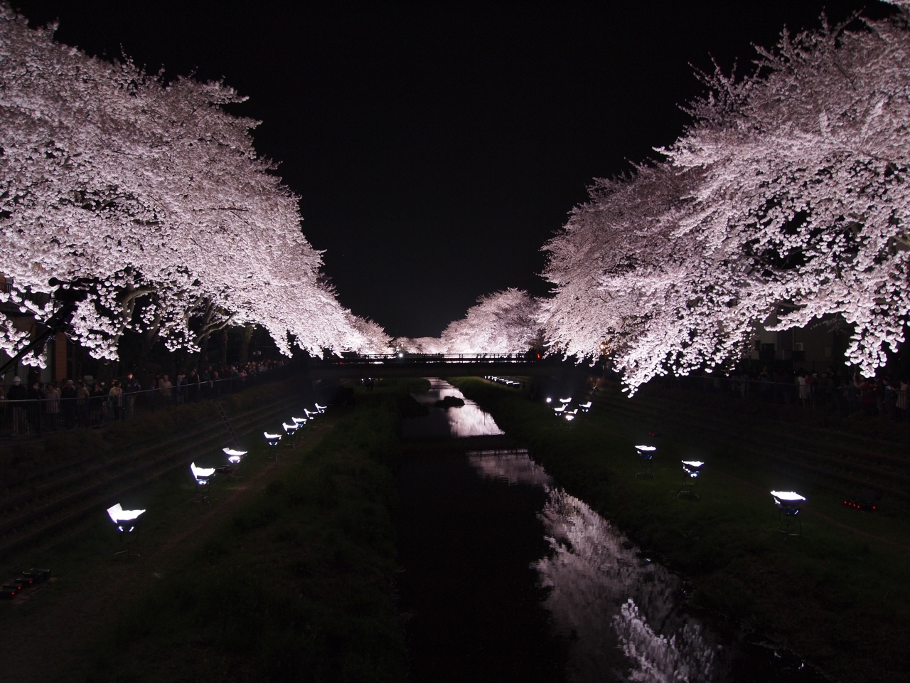 突然決まる 一夜限りの野川の桜ライトアップ 調布 狛江 東京 の旅行記 ブログ By ふらどくさん フォートラベル