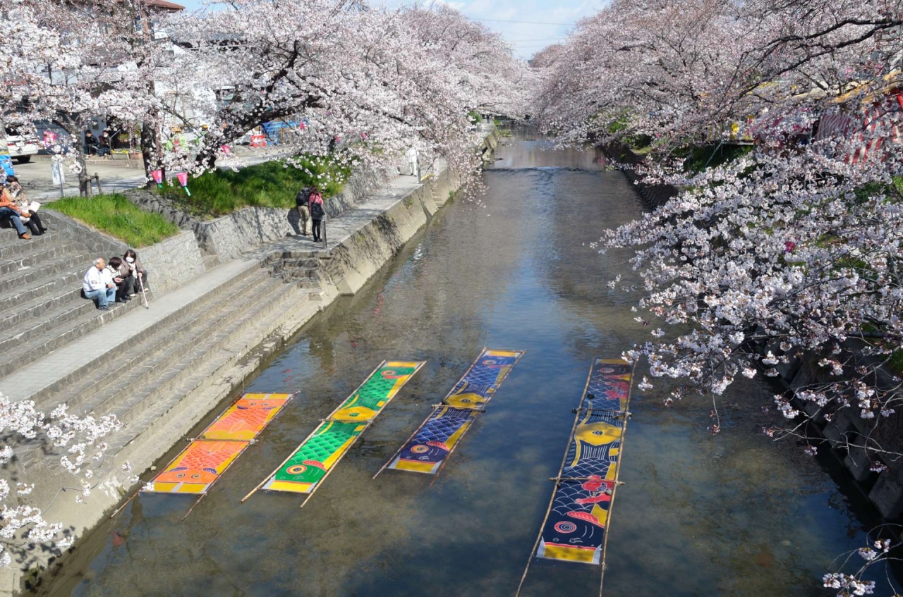 日本の桜名所百選 愛知県 五条川 岩倉 江南 愛知県 の旅行記 ブログ By Hirootaniさん フォートラベル 日本の桜名所百選 愛知県 五条川 岩倉 江南 愛知県 の旅行記 ブログ By Hirootaniさん フォートラベル