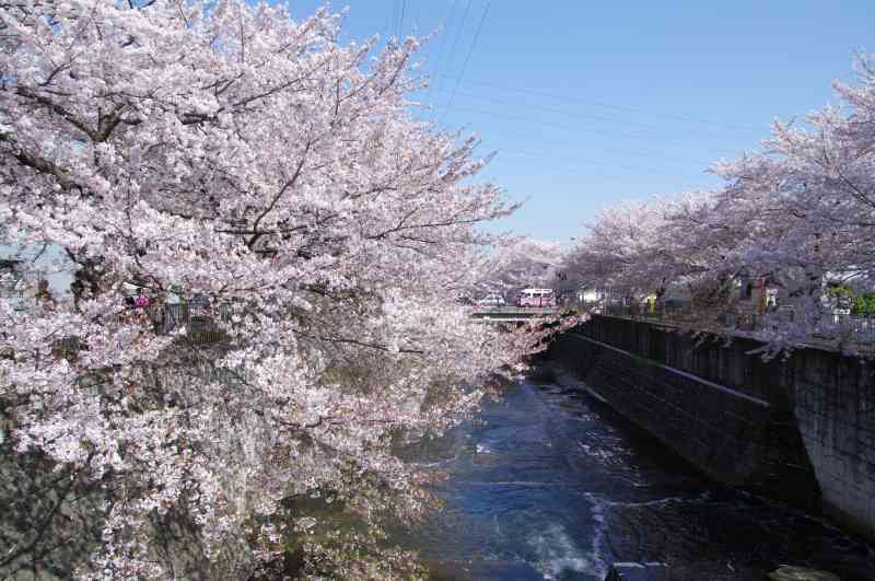 恩田川 名残りの桜 再訪記 町田 東京 の旅行記 ブログ By 敏じぃさん フォートラベル 恩田川 名残りの桜 再訪記 町田 東京 の旅行記 ブログ By 敏じぃさん フォートラベル