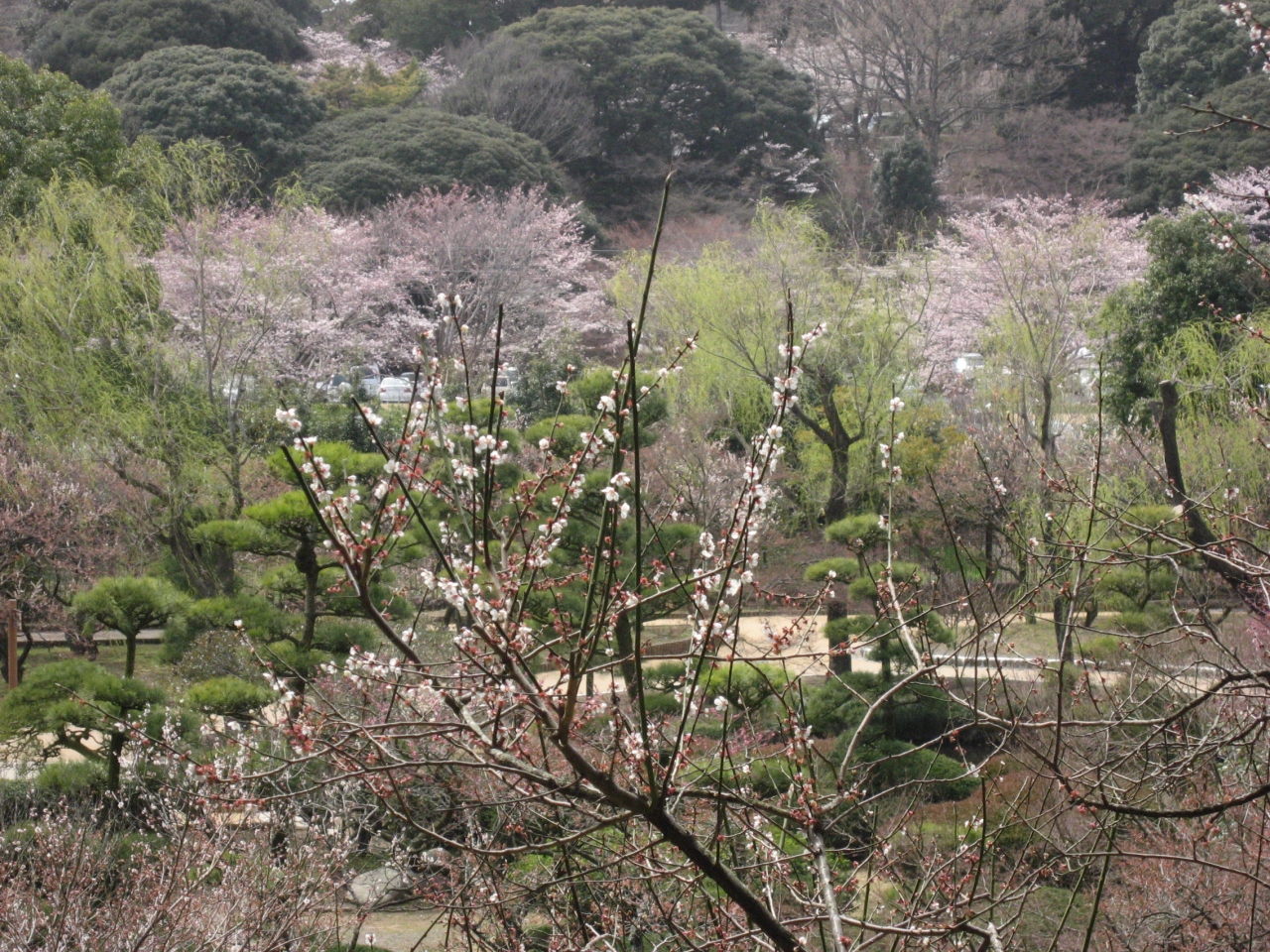 12年春 水戸偕楽園 桜と梅の競演 水戸 茨城県 の旅行記 ブログ By Mimicatさん フォートラベル