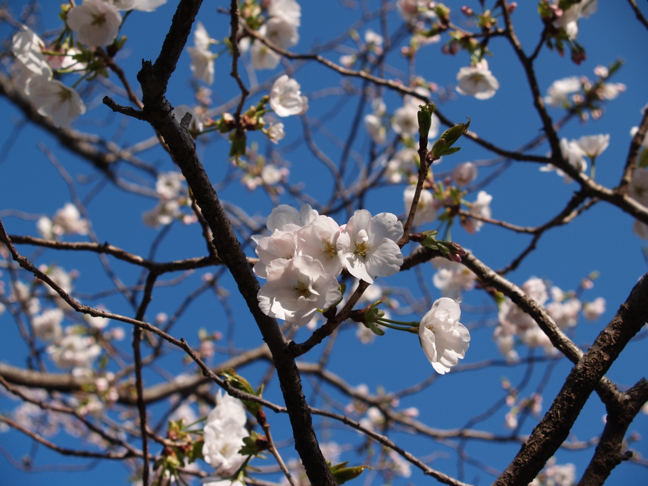 鎌倉極楽寺の八重一重咲分け桜 12年 鎌倉 神奈川県 の旅行記 ブログ By ドクターキムルさん フォートラベル