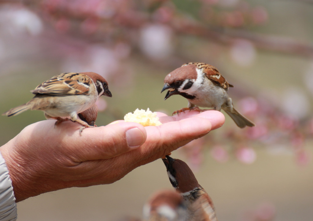 鶴見緑地のほほん記 メジロ 雀 柴犬 桜 サボテンの花 楽しさテンコ盛り 鶴見 城東 大阪 の旅行記 ブログ By Shimahukurouさん フォートラベル