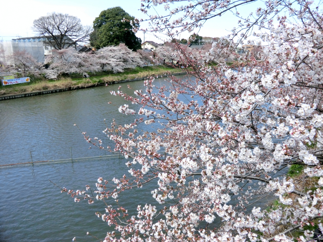 蓮田 見沼代用水路 元荒川の桜 蓮田 白岡 埼玉県 の旅行記 ブログ By 夢自 さん フォートラベル