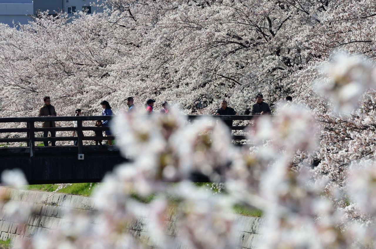 日本の桜名所百選 名古屋市 山崎川四季の道 愛知県の旅行記 ブログ By Hirootaniさん フォートラベル