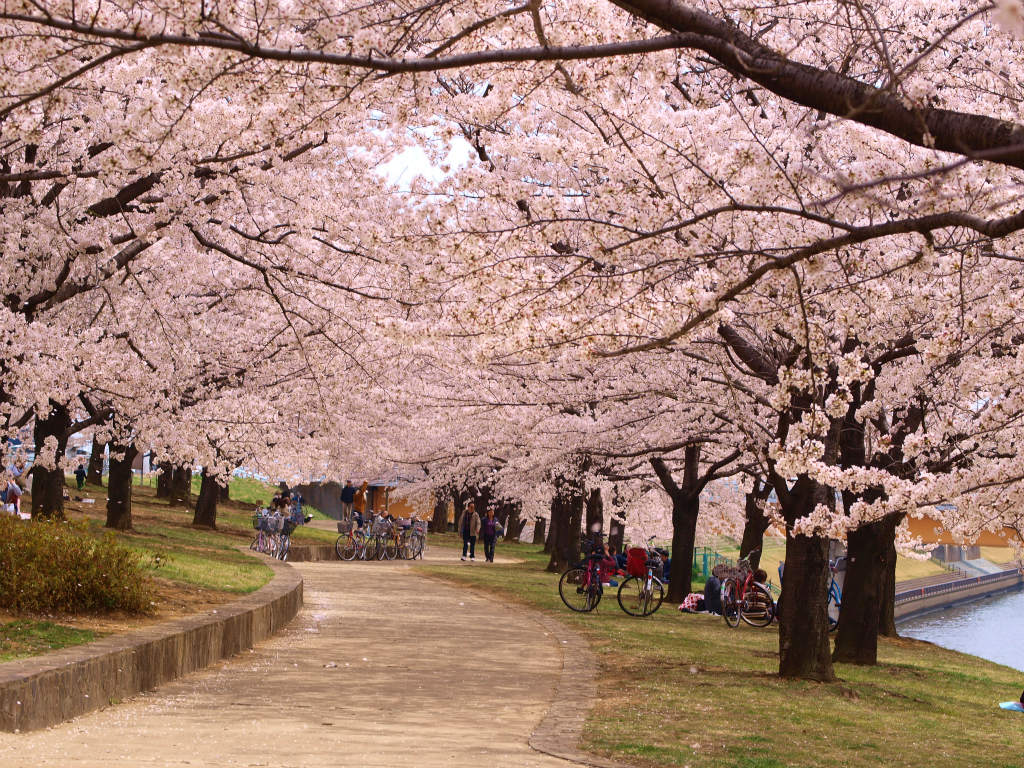 ２０１２ 赤羽 荒川 桜 満開ー３ 赤羽 東京 の旅行記 ブログ By 義臣さん フォートラベル